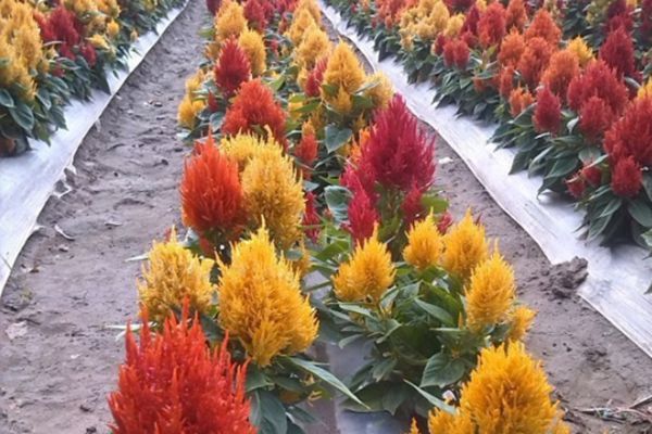 金雞冠花 金雞冠花