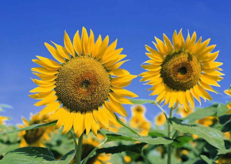 1638424687554279.jpg 1638424687554279.jpg