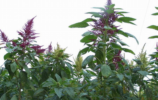 1638493549426137.jpg 1638493549426137.jpg