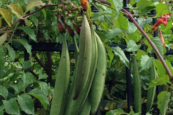 凌霄花的種子是什么樣子的 凌霄花的種子是什么樣子的