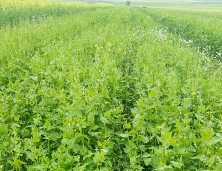 1638715470552899.jpg 1638715470552899.jpg