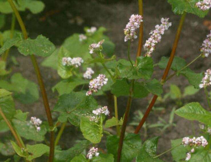 1638715525269706.jpg 1638715525269706.jpg