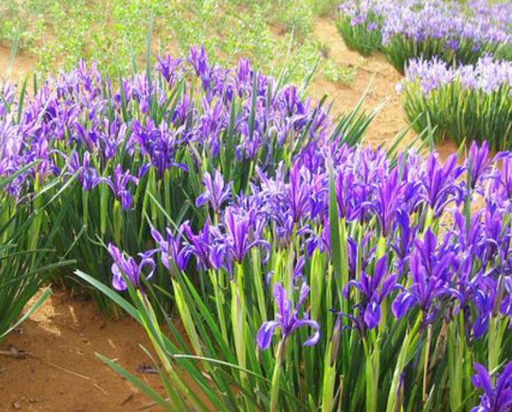 1638774224660271.jpg 1638774224660271.jpg