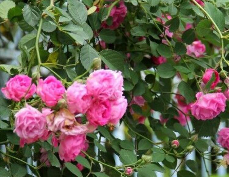 1638776945507309.jpg 1638776945507309.jpg