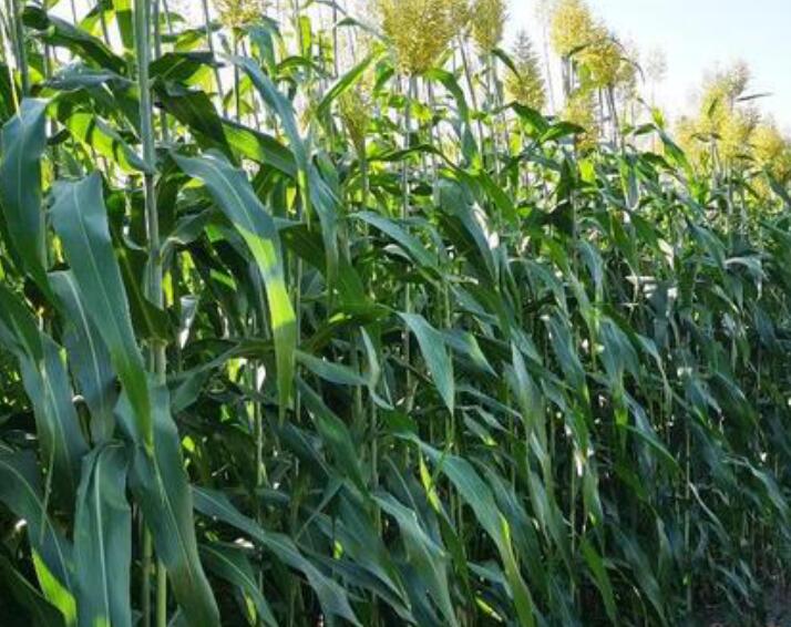 1639028467346784.jpg 1639028467346784.jpg