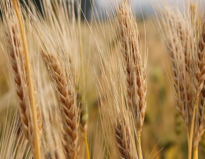 1639320943630167.jpg 1639320943630167.jpg