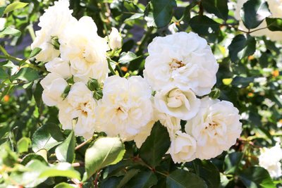 1639387416897143.jpg 1639387416897143.jpg