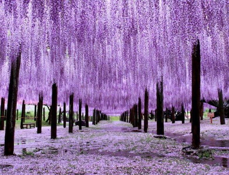 1639465420529817.jpg 1639465420529817.jpg