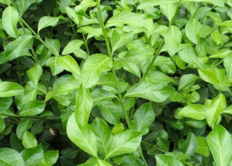 1639977932620858.jpg 1639977932620858.jpg