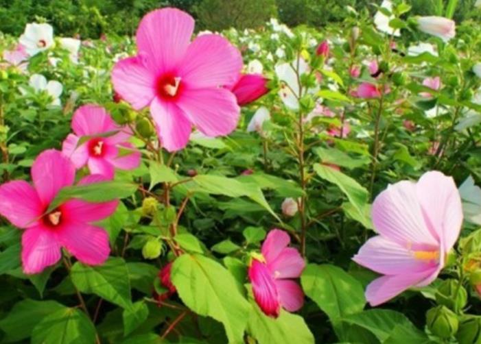 大花秋葵 大花秋葵