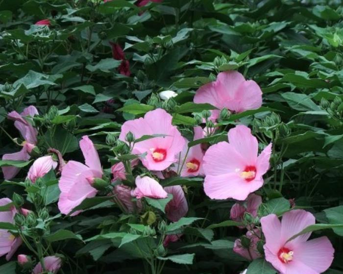 大花秋葵 大花秋葵