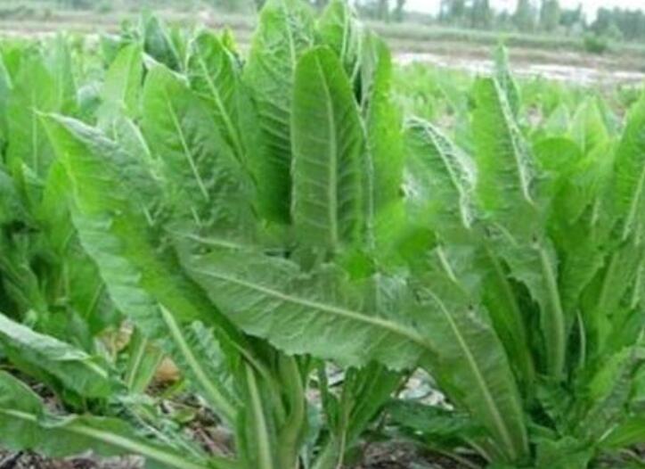 1640065861916538.jpg 1640065861916538.jpg