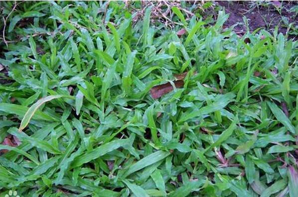 1640080285571815.jpg 大葉油1.jpg