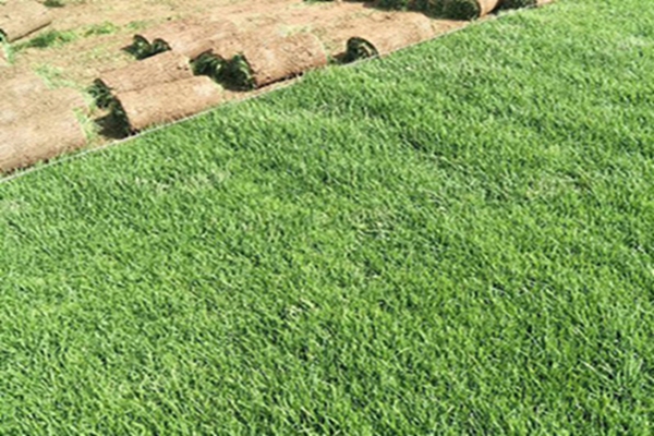 早熟禾4 [原始大小].jpg