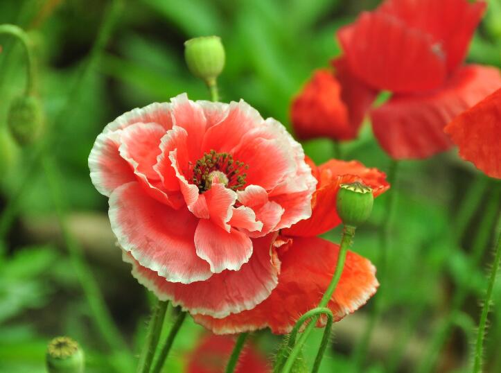 1640136802266931.jpg 1640136802266931.jpg