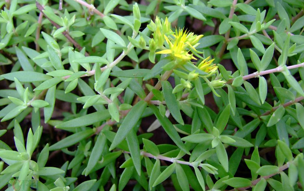 1640153431647092.png 垂盆草3.png