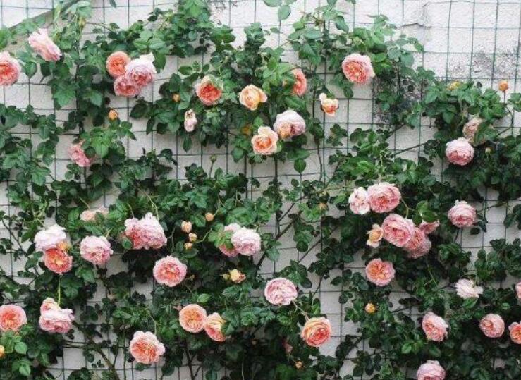 1640327026168070.jpg 1640327026168070.jpg