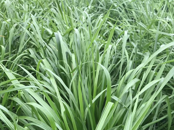 多倍體黑麥草種子 多倍體黑麥草種子