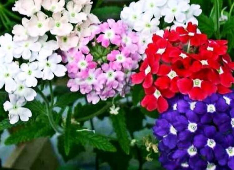 1640431474114880.jpg 1640431474114880.jpg