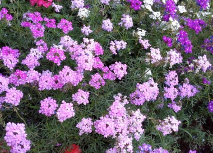 1640431483396078.jpg 1640431483396078.jpg