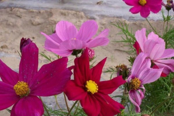 格?；?/></p><p style=