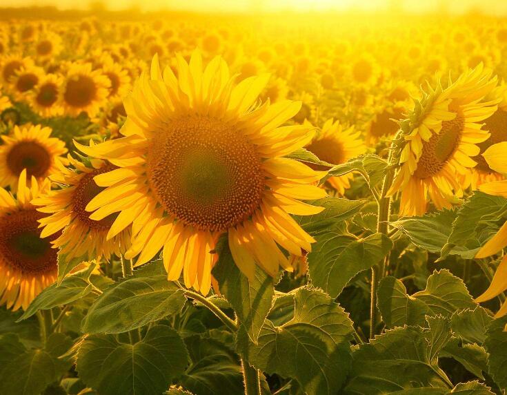 1640681732522036.jpg 1640681732522036.jpg