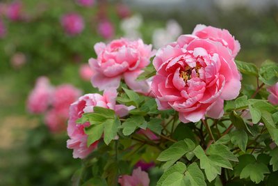 1641209806266161.jpg 1641209806266161.jpg