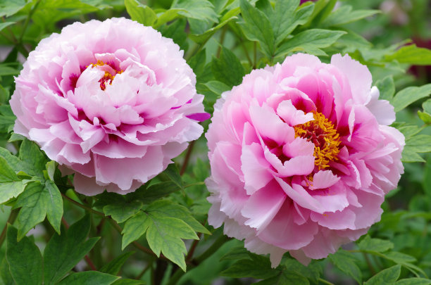 1641209825814684.jpg 1641209825814684.jpg