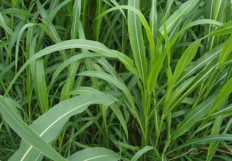 1641737131948096.jpg 1641737131948096.jpg