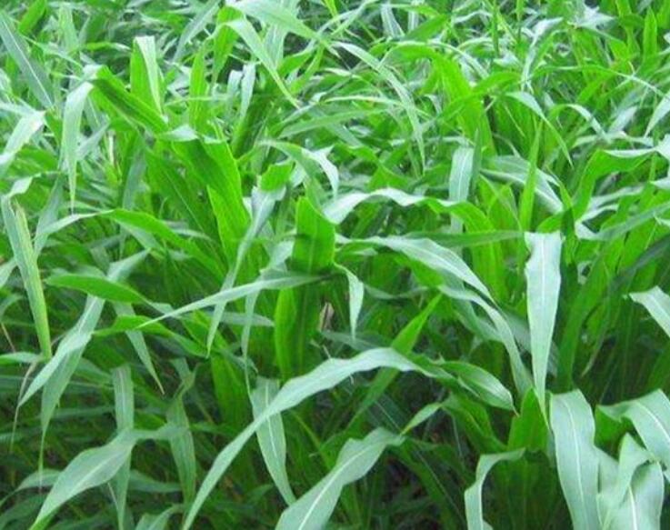 1641739272246278.jpg 1641739272246278.jpg