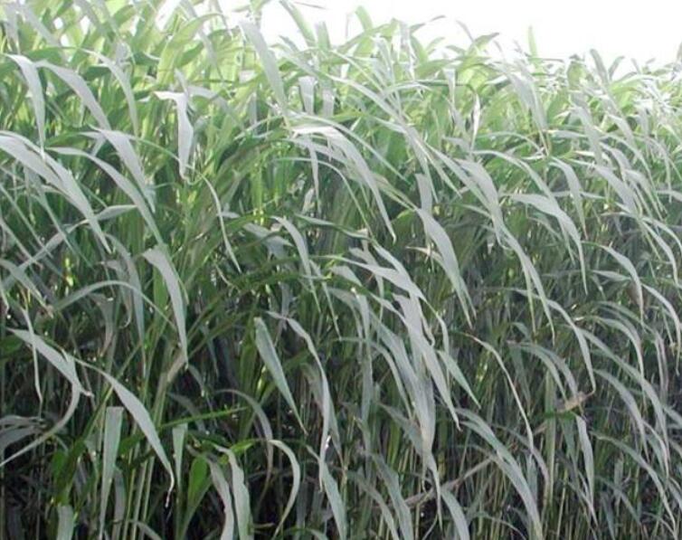 1641739902396623.jpg 1641739902396623.jpg