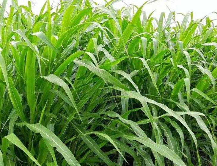 1641826097454918.jpg 1641826097454918.jpg