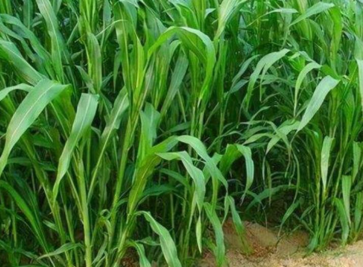 1641828242396480.jpg 1641828242396480.jpg