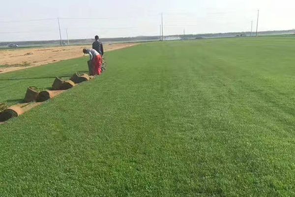 早熟禾優(yōu)美 早熟禾優(yōu)美