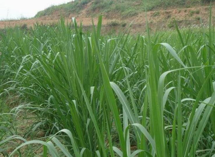 1642762780369498.jpg 1.jpg