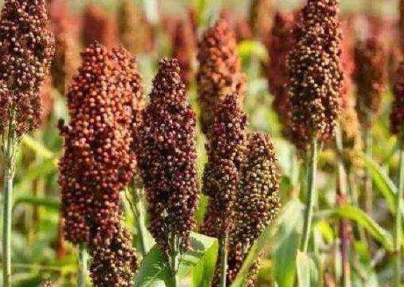 1643360909384719.jpg 1643360909384719.jpg