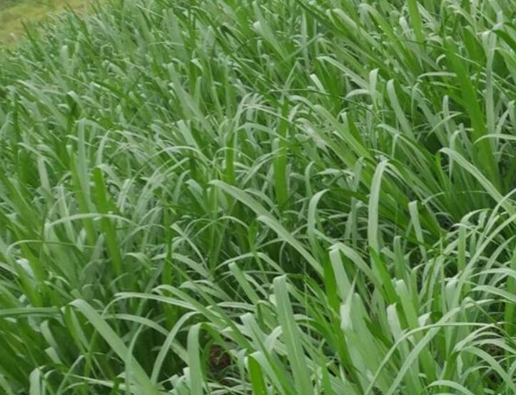 1643544368463216.jpg 1643544368463216.jpg