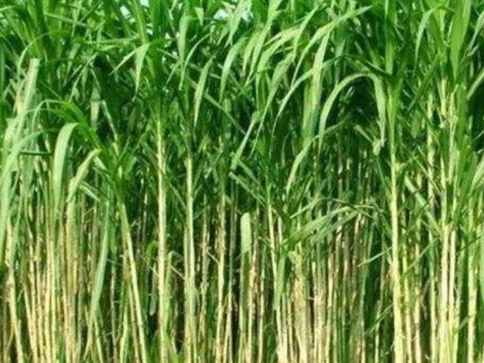 1644581144159530.jpg 1.jpg