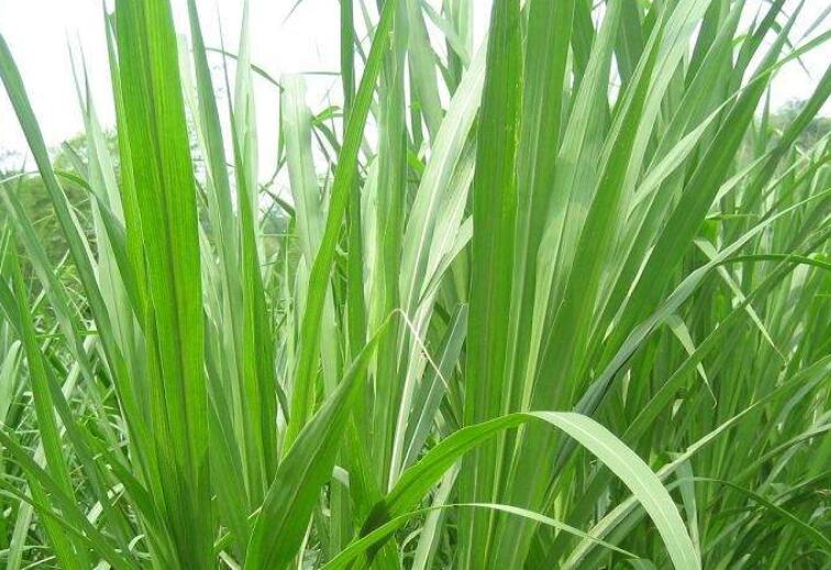 1644670171374003.jpg 1644670171374003.jpg