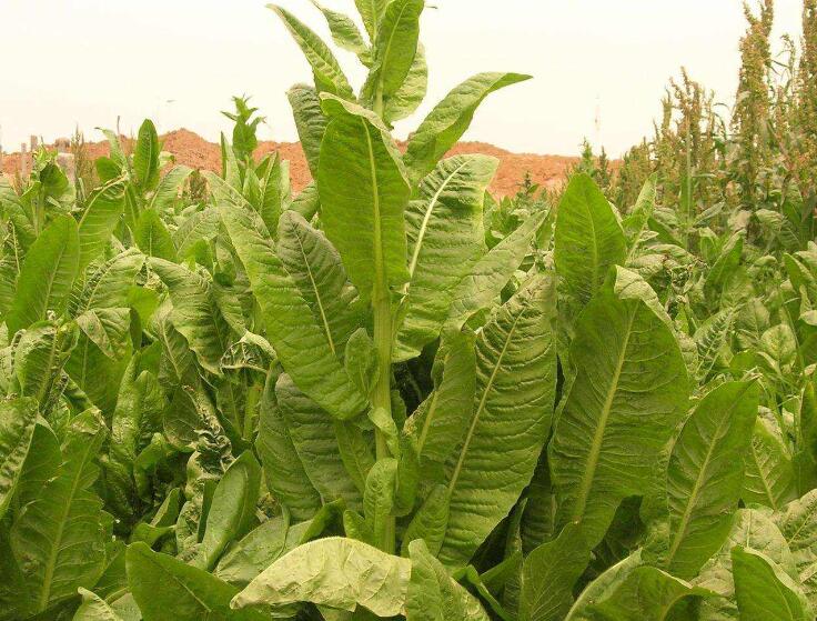 1645708428256067.jpg 1645708428256067.jpg