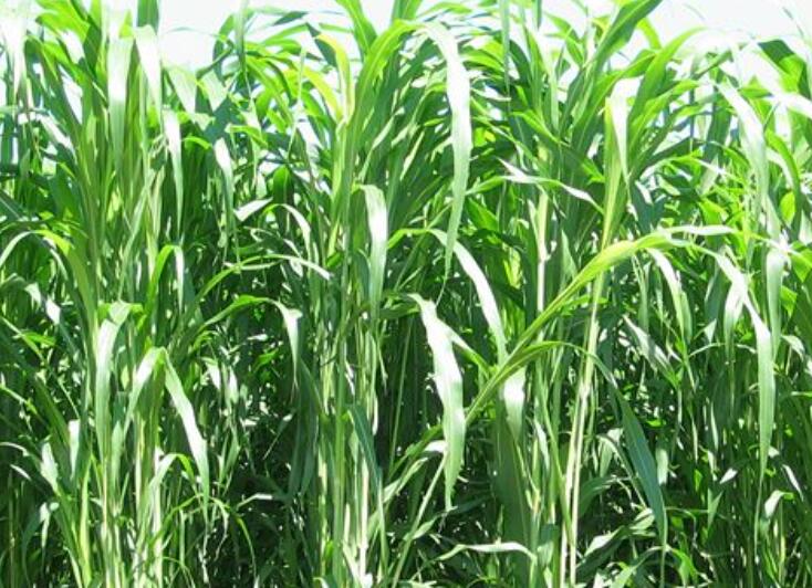 1646304097920574.jpg 1.jpg