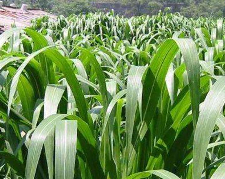 1646304706656129.jpg 3.jpg