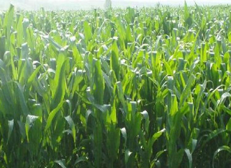 1646307885895287.jpg 3.jpg