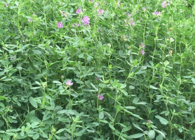 1646708921516731.jpg 1.jpg