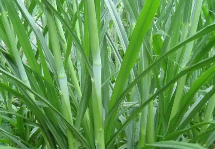 1647011359433596.jpg 1.jpg