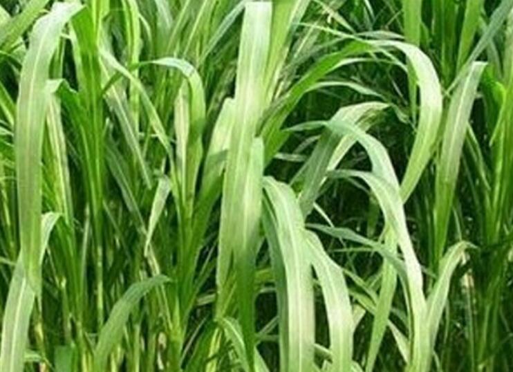 1647316538785030.jpg 1.jpg