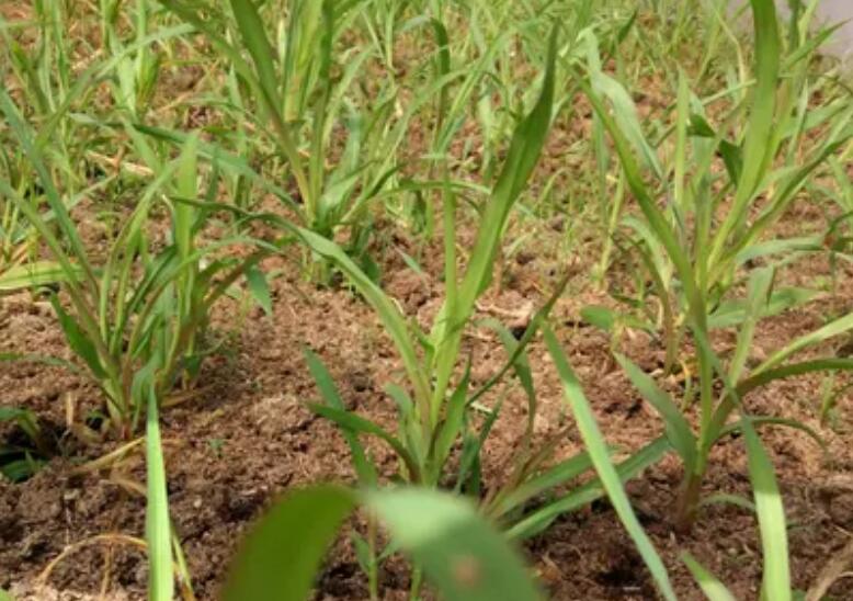 1647316547286713.jpg 2.jpg