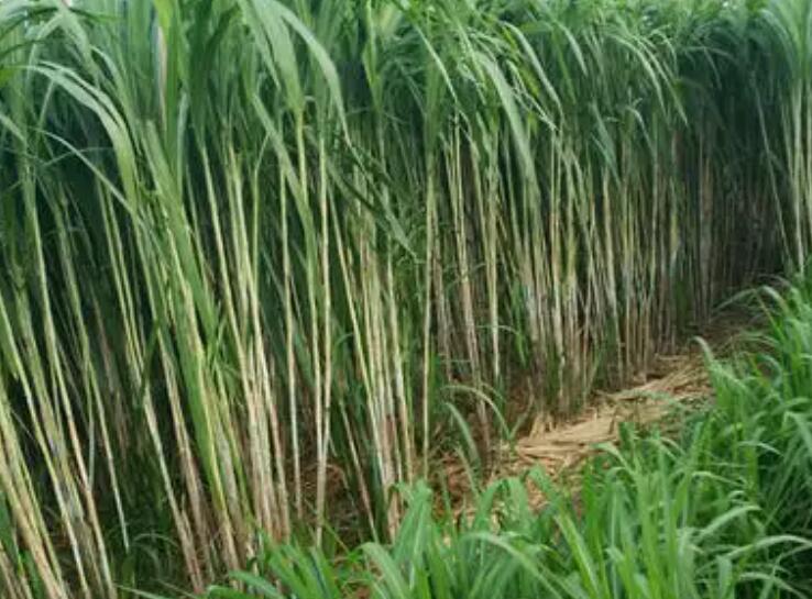 1647601381572483.jpg 2.jpg