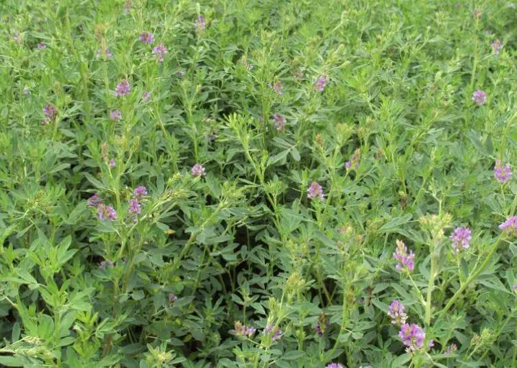 1647777632795667.jpg 3.jpg