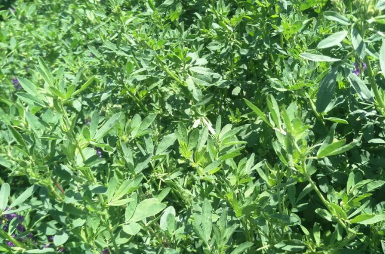 1647783245347388.jpg 3.jpg